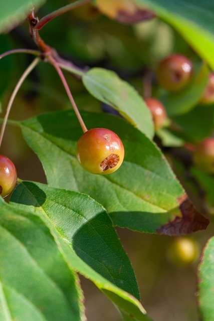 转会市场中 转会市场中